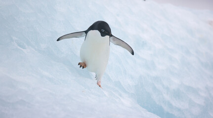 Adelie penguin on an iceberg near the coast of Antarctica © willtu
