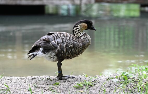 Portrait of Hawaiian goose (Branta sandvicensis) standing on sandy shore near calm water with natural blurred background and copy space.