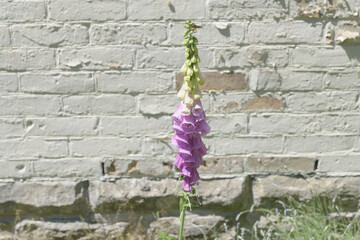 foxglove and old brick wall © eugen