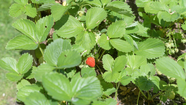 strawberry patch (Fragaria &times; ananassa)