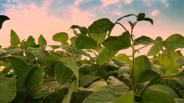 Sunrise over a vibrant green field of plants