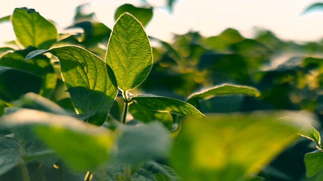 Bright green leaves dancing in the warm sunlight