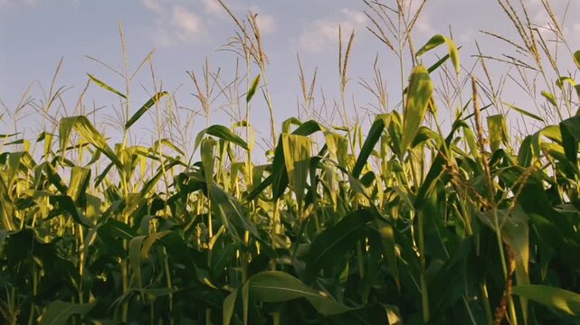 Golden cornfields sway gently under the evening sun