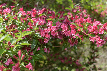 Fototapeta premium close-up of Weigela florida, a deciduous shrub with trumpet shaped blooms