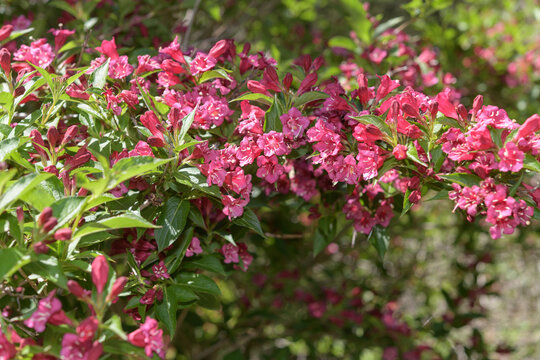 close-up of Weigela florida, a deciduous shrub with trumpet shaped blooms