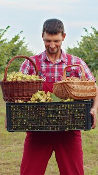 Happy man farmer shows good harvest of raw hazelnuts holding a full plastic box in hands in garden. Hazel tree rows. Agronomist growing ripe nuts fruit on field. Healthy natural, ecologic products