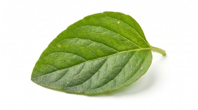 Fresh green mint leaf with detailed texture, organic peppermint herb for culinary use, aromatic spearmint foliage for healthy food styling isolated PNG with Transparent Background