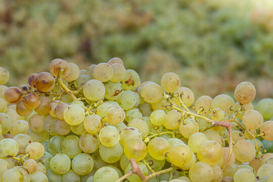 Recogida de la uva