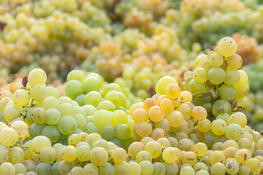 Recogida de la uva