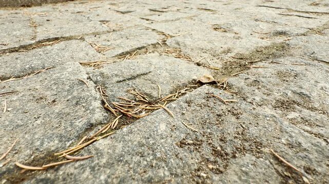 Weathered stone pavement is covered with scattered pine needles. The textured path creates a rustic outdoor setting. Light dirt fills the crevices between the stones.
