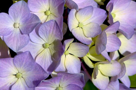 Hortensia