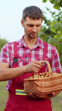 Caucasian man farmer shows good harvest of raw hazelnuts holding a full basket in hands in garden. Hazel tree rows. Agronomist growing ripe nuts fruit on field. Healthy natural food, ecologic products