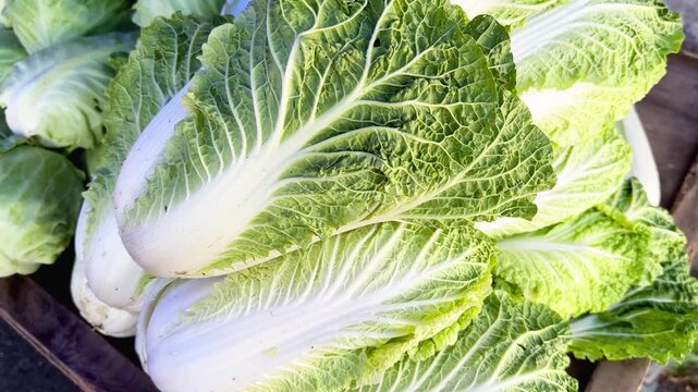Close-up view of fresh napa cabbage, green cabbage, and scallions for sale at an outdoor farmers market. Healthy, organic vegetables, slow motion