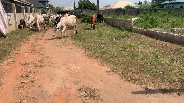 herd of cows with Fulani herdsman Nigeria
