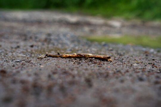 Kleiner Holzast liegt auf einem nassen Kiesweg im Wald