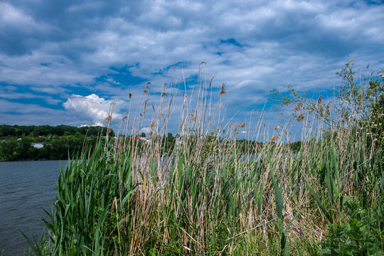 a dense patch of green reeds grows along the edge of a river under a dramatic, cloudy blue sky.
