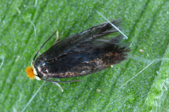 These pigmy moth or midget moth, Nepticulidae family. Very small moth.