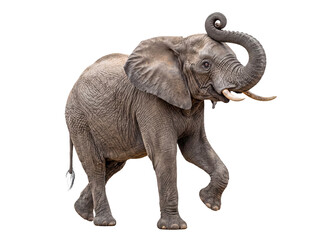 Fototapeta premium Majestic African elephant, a powerful and iconic wild animal, stands with its trunk raised in a captivating pose.