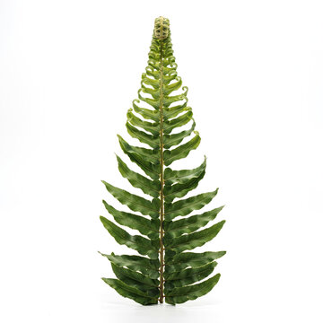 3D Rendered Studio Shot of Fresh Green Fern Frond Leaf Isolated on White Background