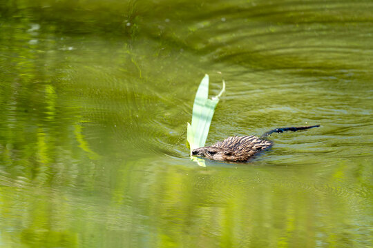 Muskrat Swimming in Green Pond Carrying Plant Leaf, Ondatra zibethicus, Urban Wildlife Prague, Aquatic Mammal