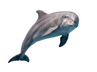 Majestic bottlenose dolphin gracefully swimming upwards with a serene expression, isolated on transparent. © Chris