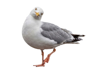 Fototapeta premium Alert European herring gull with a tilted head, displaying curiosity and intelligence.
