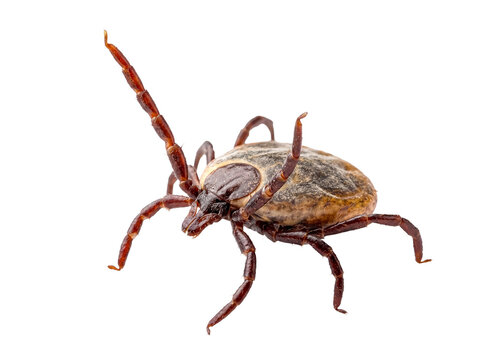 Close-up macro photography of a dangerous tick, an eight-legged parasite, isolated on a clean transparent background.