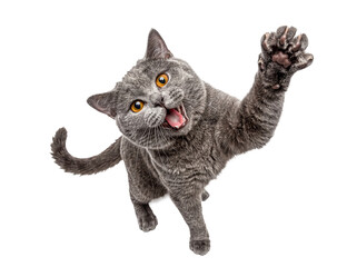 A playful photograph of a grey British Shorthair cat reaching out with its paw and an open mouth on a transparent. © Ronald
