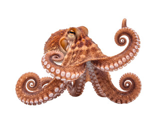 Fascinating common octopus with complex tentacles and suction cups, an intelligent marine invertebrate on transparent. © Ricky