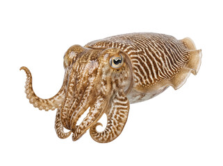Obraz premium Vibrant close-up photography of a common cuttlefish, a marine cephalopod, isolated on a transparent studio background.