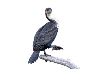 Fototapeta premium Elegant white-breasted cormorant standing gracefully on a weathered branch, isolated with alpha channel.
