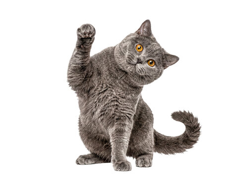 Adorable British Shorthair cat with stunning orange eyes lifting its front paw, isolated on transparent background.