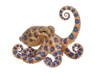 Dangerous blue-ringed octopus with vibrant iridescent markings, a highly venomous marine creature on transparent. © Chris
