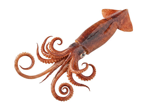 Vivid fresh squid with distinctly spiraled tentacles, presented with realistic texture on a transparent background.