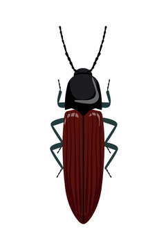 Flat vector illustration of a brown click beetle elateridae insect isolated on white background.