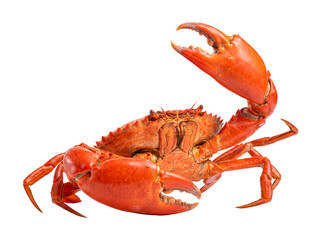 Vibrant cooked red crab, ready for consumption, isolated on a transparent background, perfect for culinary projects. © Ricky