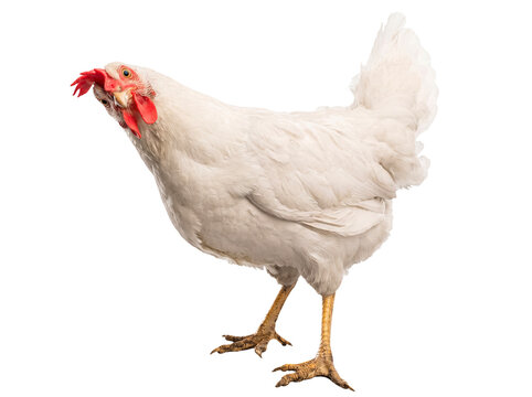 White Leghorn hen standing and looking directly at the camera with a curious expression, close-up photograph.