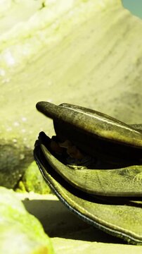 A large clam sits open on a sandy ocean floor. The sunlight shines on its shell, revealing textures and colors. Surrounding rocks add to the underwater scenes natural look.