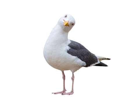 Curious seagull with a tilted head, looking directly at the camera, captured in a vivid studio photograph.