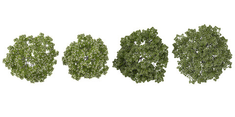 Fototapeta premium Collection of Oak,Elm plants isolated on white background from the top view