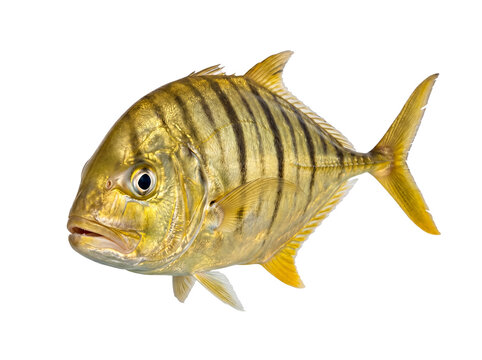 Photograph of a magnificent golden trevally fish, shimmering with rich yellow and black stripes.