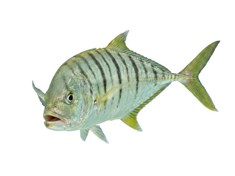 Photograph of a vibrant bandit trevally fish swimming with stripes and an open mouth.