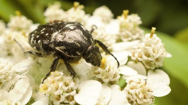 Close-up of white-spotted rose beetle (Oxythyrea funesta) feeding on a flower