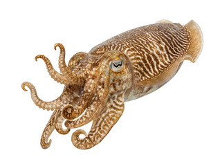 Obraz premium Dynamic photograph of common cuttlefish (Sepia officinalis) isolated on transparent, showcasing patterns and form.