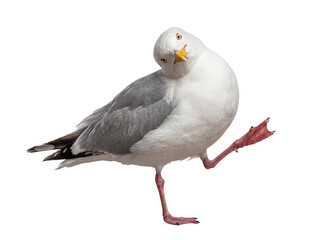 Fototapeta premium Curious seagull standing on one leg, with its head charmingly tilted, directly engaging the viewer on transparent.