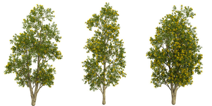 Collection of Xanthostemon plants on transparent background