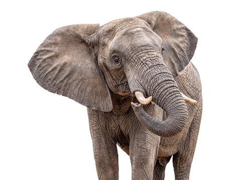 Close-up African elephant (Loxodonta africana) isolated on transparent, highlighting trunk, tusks, eye.