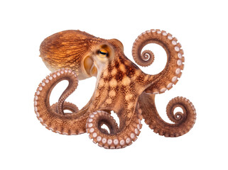 Elegant common octopus (Octopus vulgaris) with gracefully curled tentacles, intricate skin texture. © Jennafer