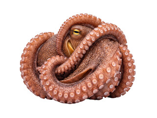 A vibrant common octopus curled tightly, showcasing its expressive eye and textured skin on a transparent background. © Ronald