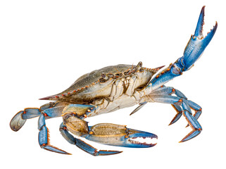 Dynamic blue crab with one claw boldly raised, displaying its strong form and vivid hues. © Jennafer